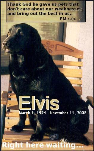 R.I.P. Elvis A great Pup from 1994-2008